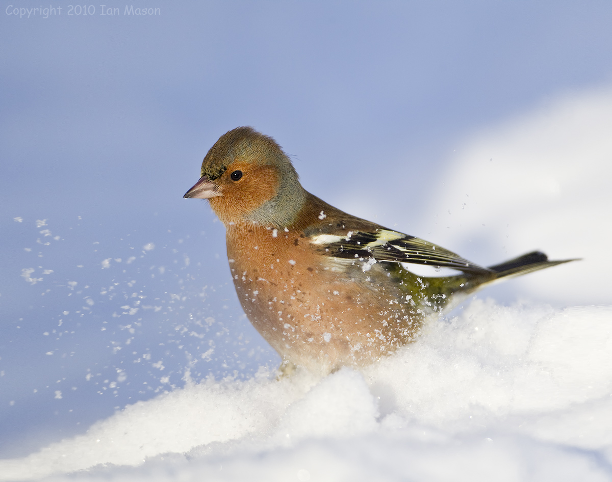 Chaffinch