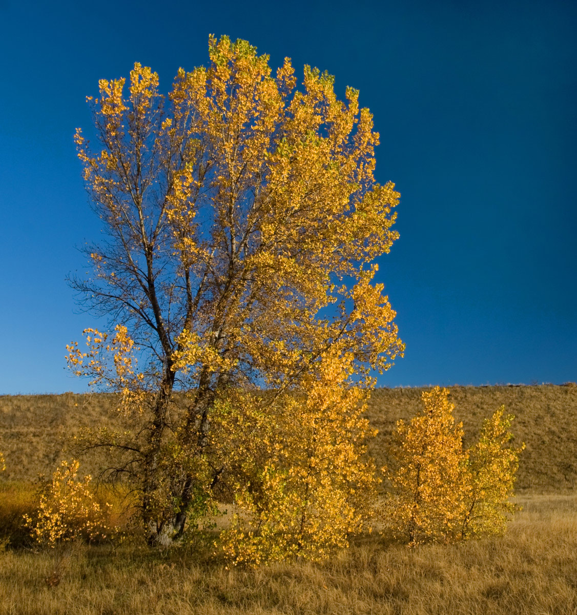 Fall on the Prairie