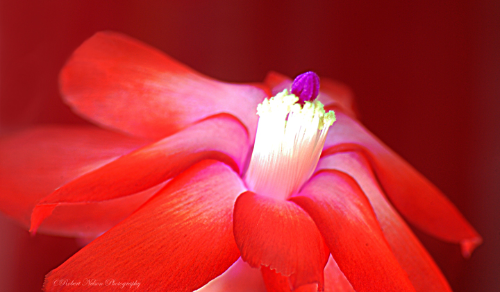 Red all over