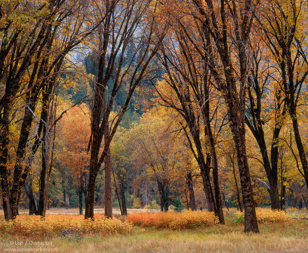 El Cap Meadow Cathedral