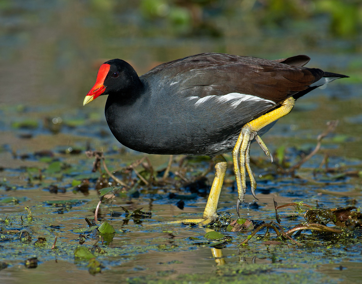 Moorhen