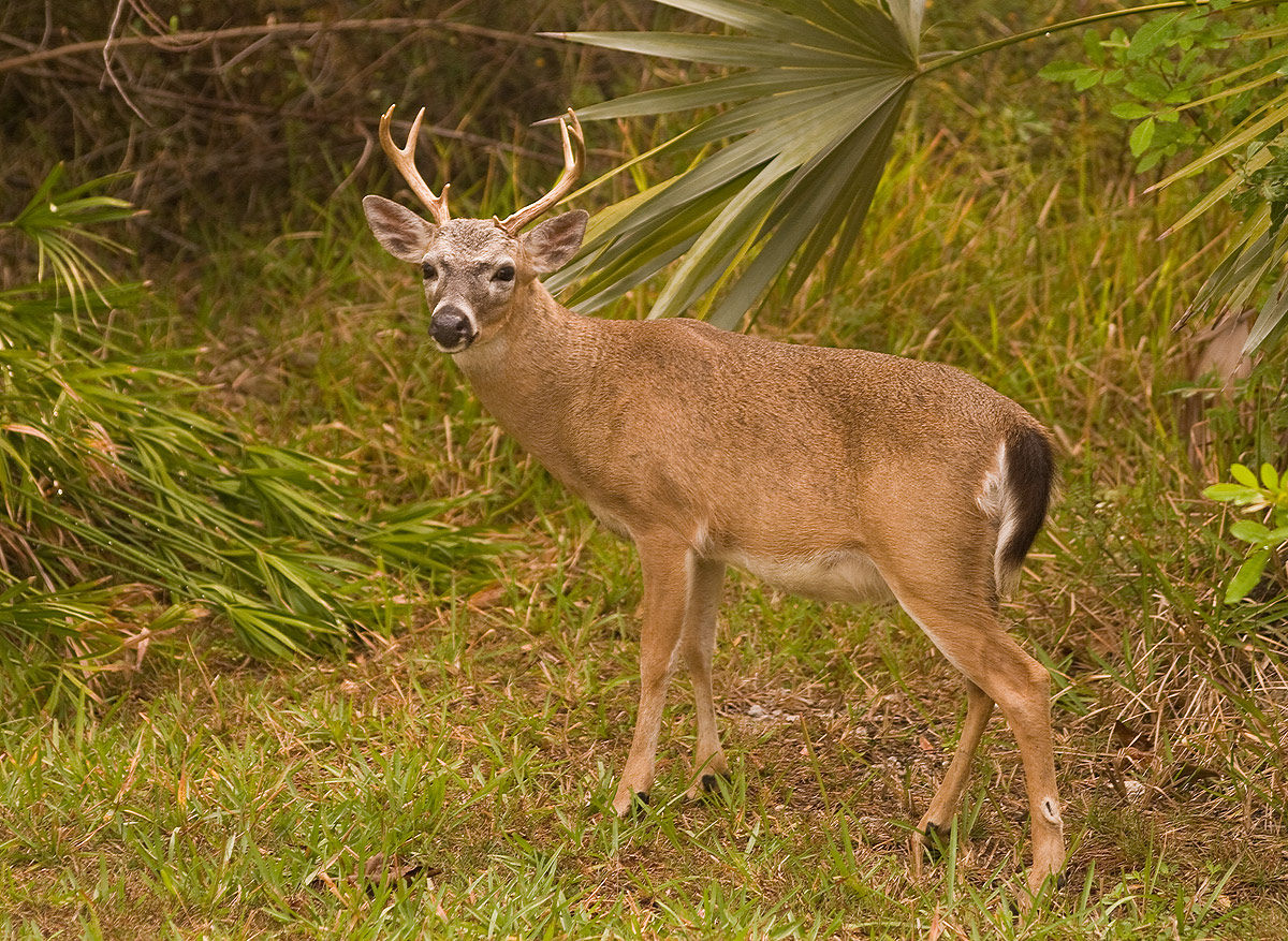 Key Deer