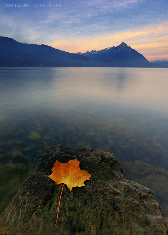 Autumn leave