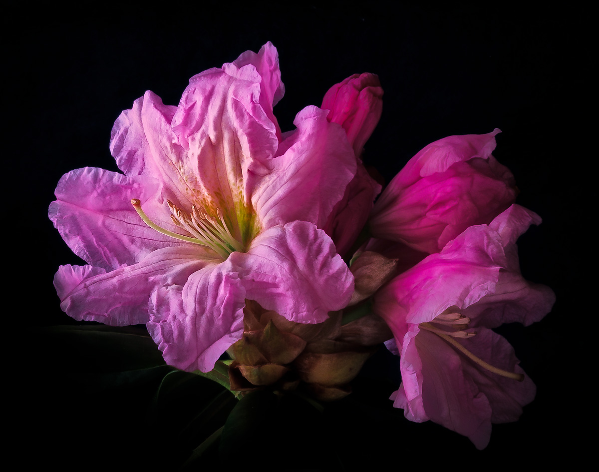 Rhodie_2