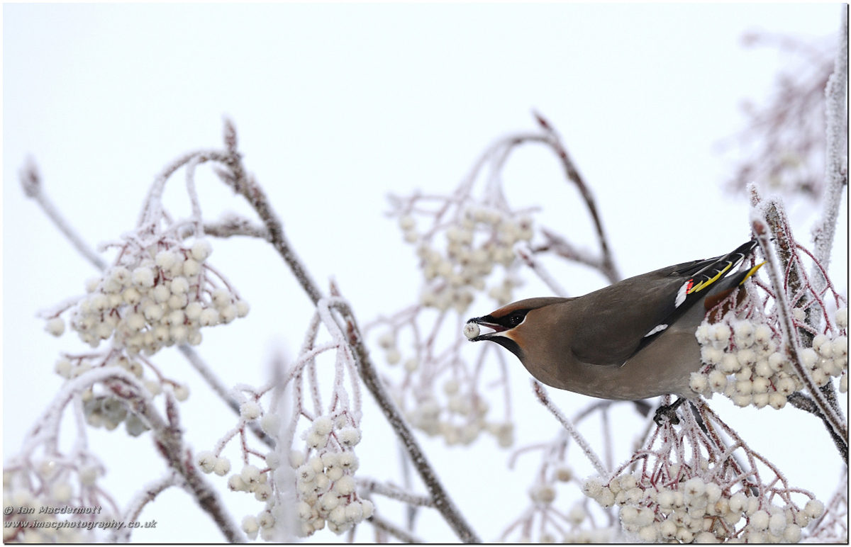 Frosty the Waxwing