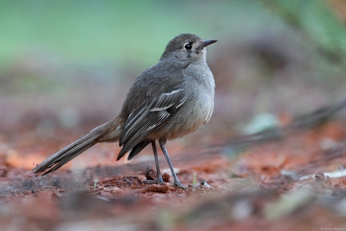 Southern Scrub-robin