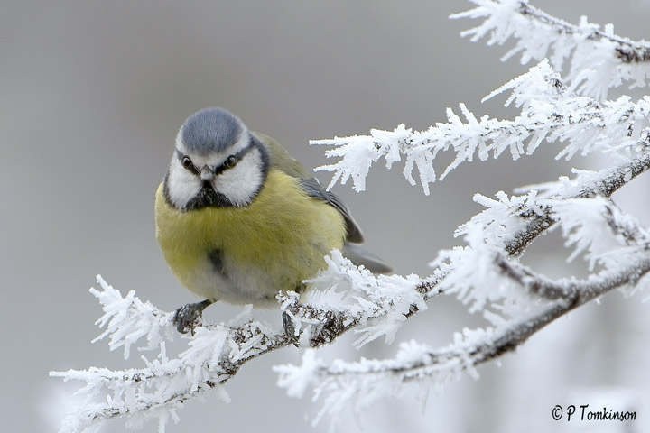 Blue Tit