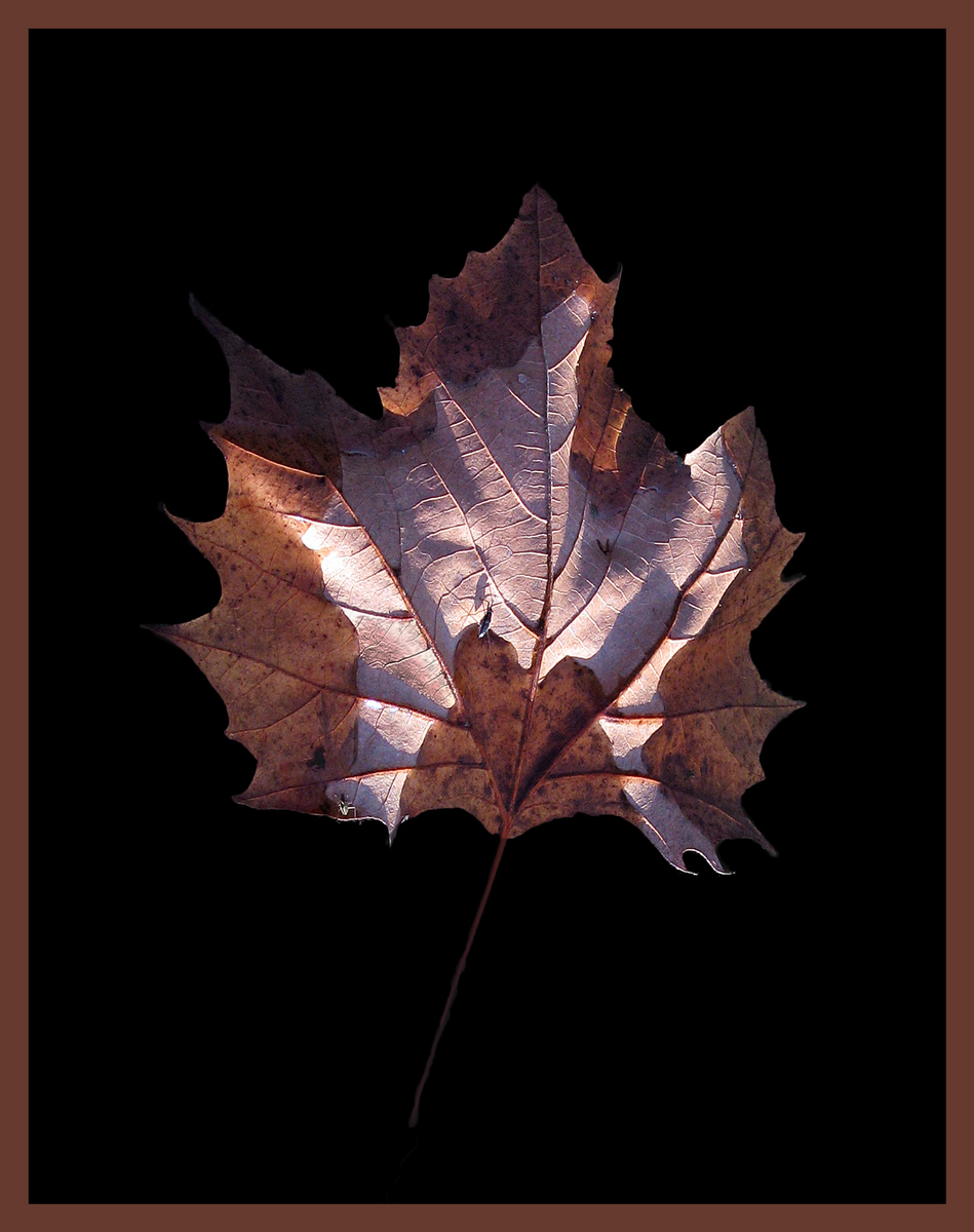 Floating Leaf