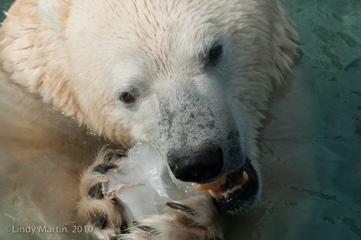 lunch time at the zoo