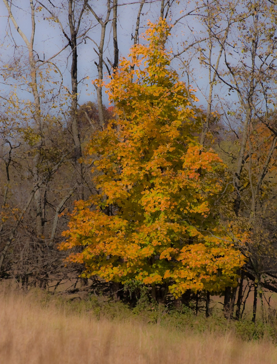 Tree of Autumn