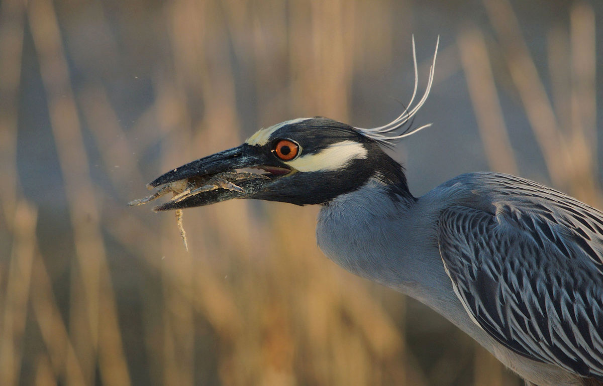 Heron w/prey