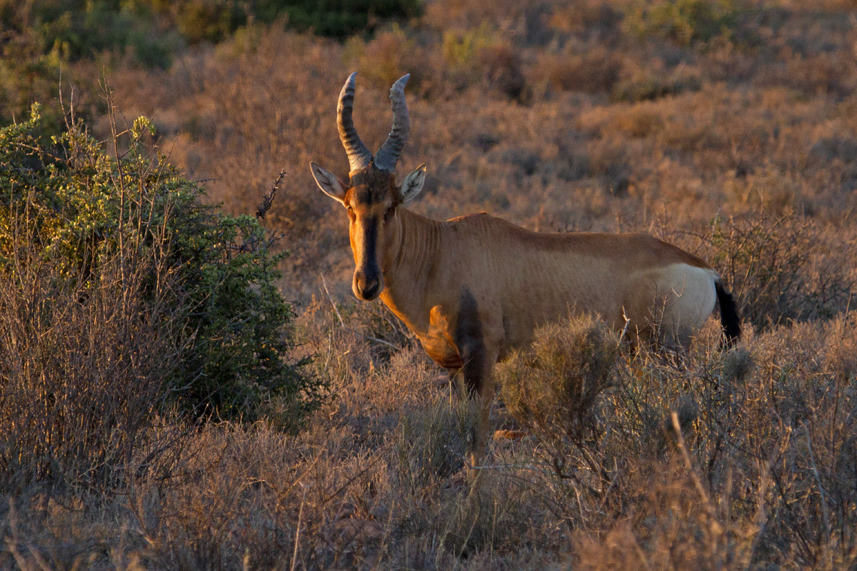 Sunset Hartebeest