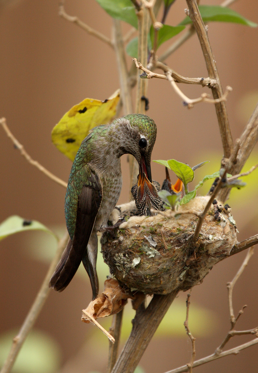 anna's hummingbirds