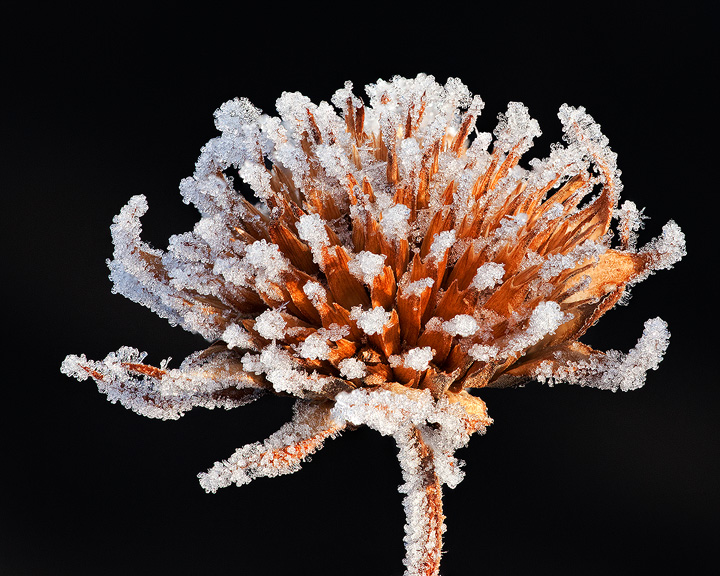 Frosted Sunflower