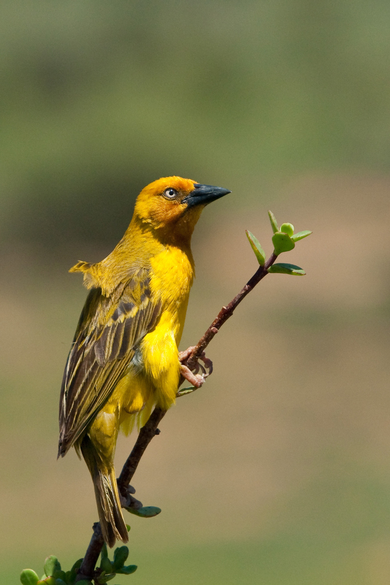 Cape Weaver