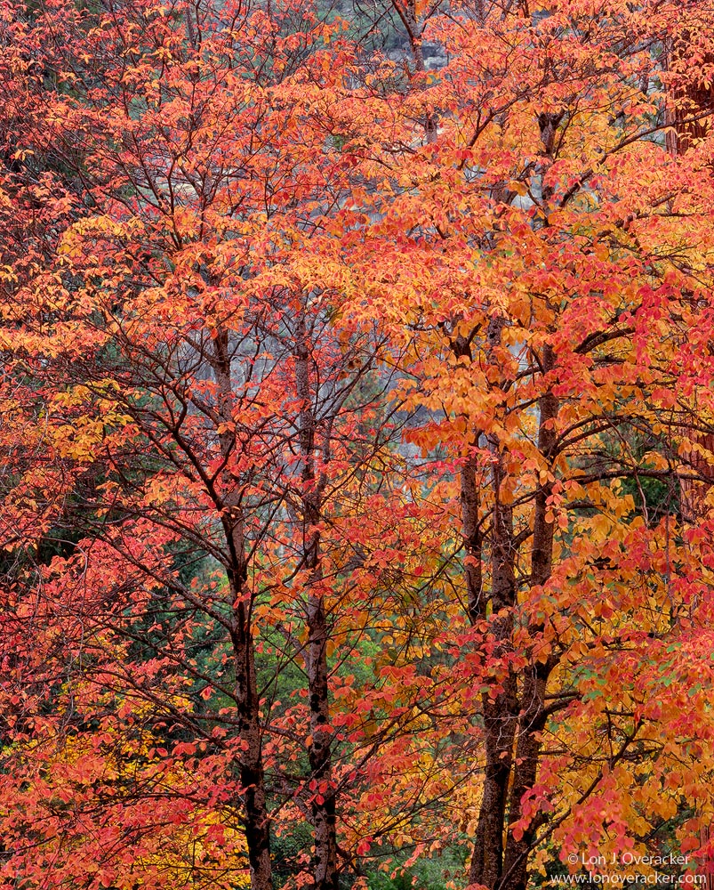 Dogwood Decadence