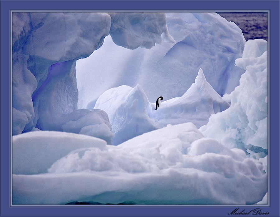 Lone Penguin on Blue Ice