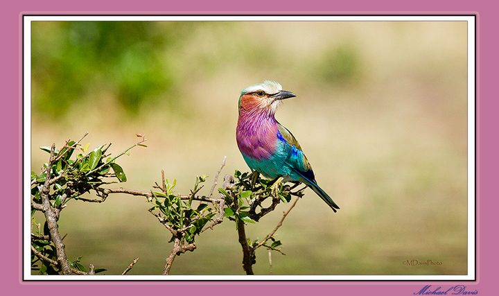 Lilac Breasted Roller