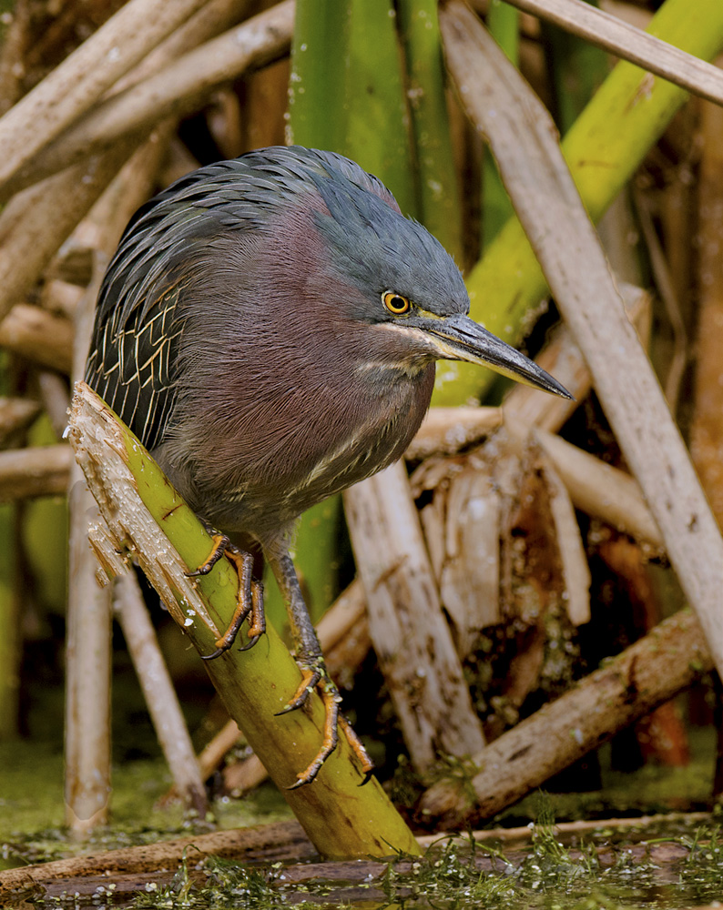 Green Heron