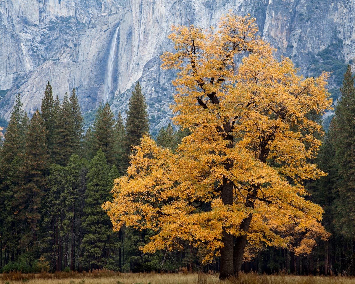 Oak and Falls