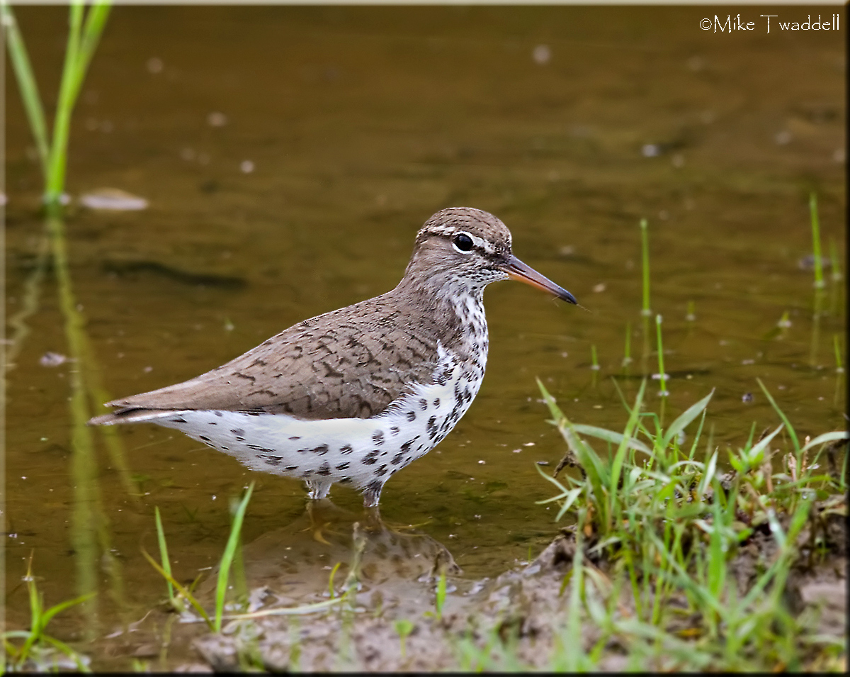 Spotted Sandpiper