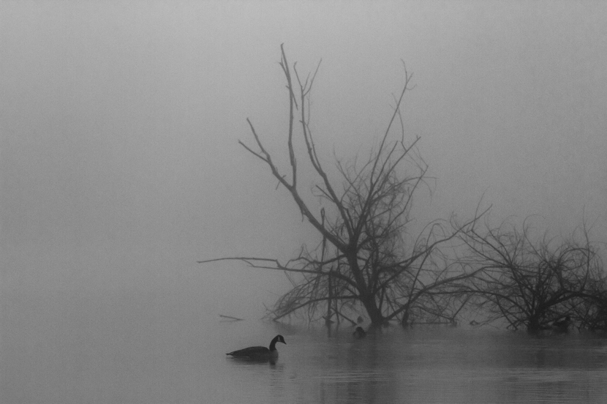 Foggy December Morning
