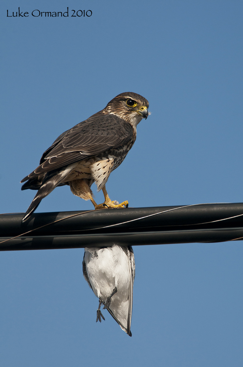 Merlin w/Sanderling