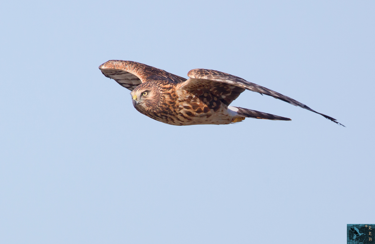 Northern harrier