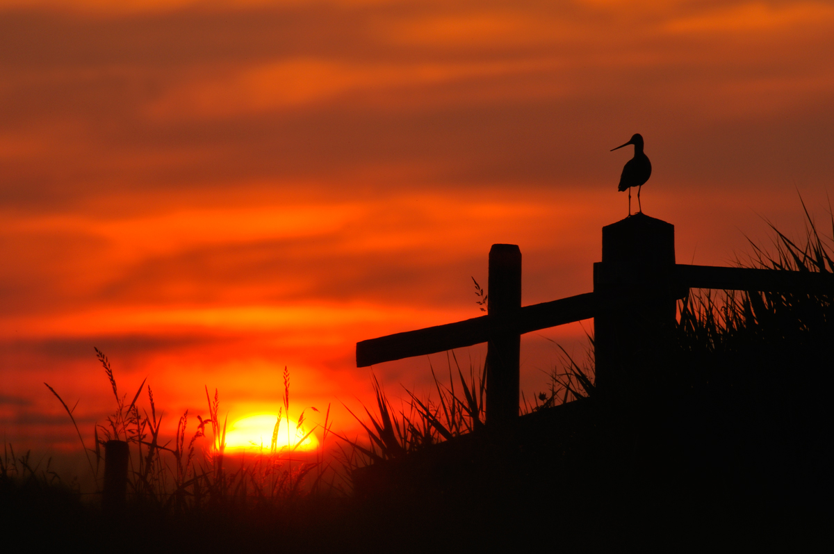 Dreaming Godwit