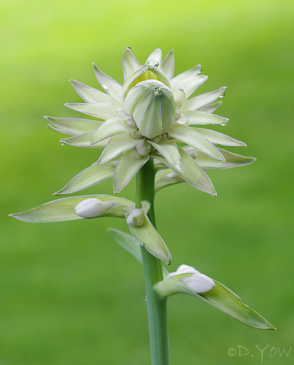 Hosta