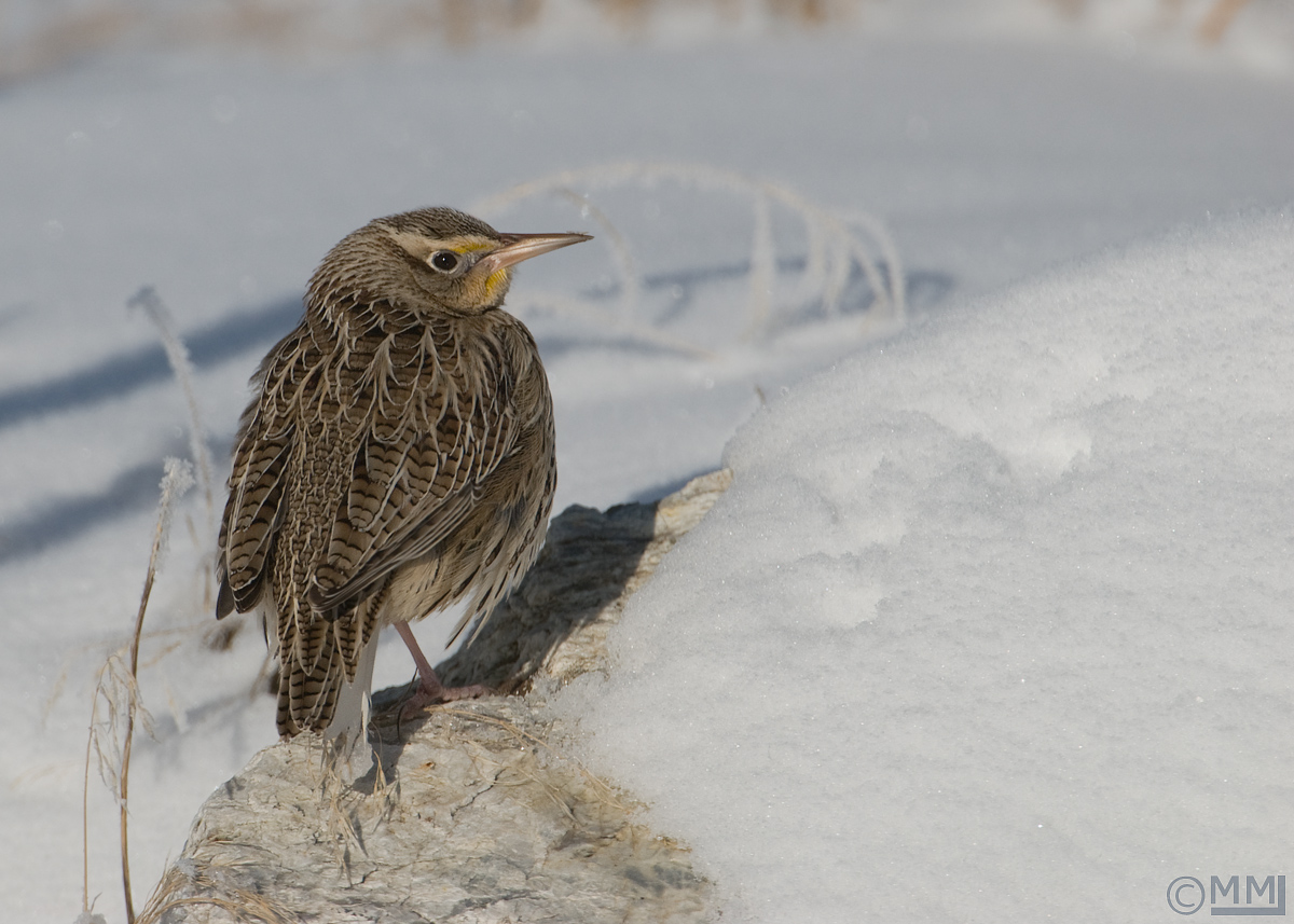 Western Meadowlark