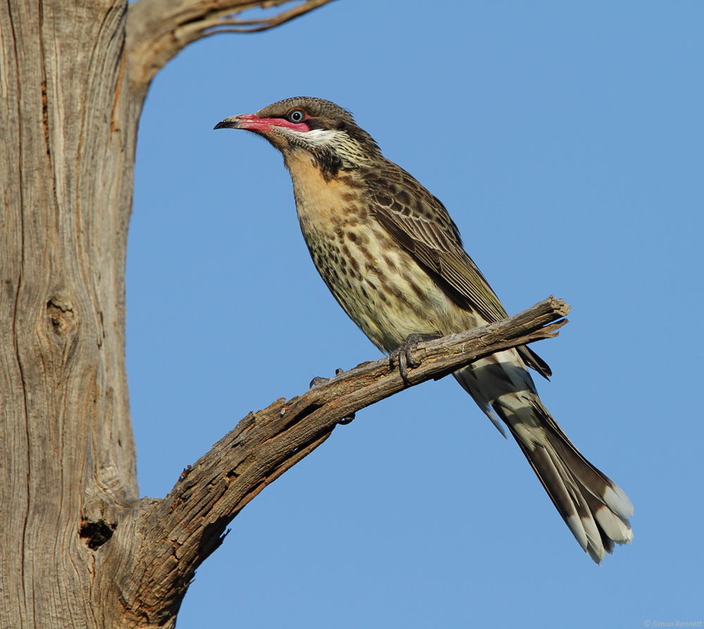 Spiny-cheeked Honeyeater