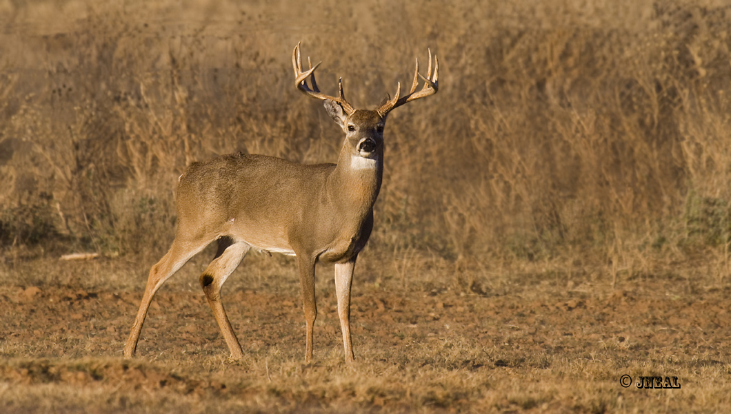 Sunset Big Buck
