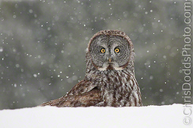 Great Gray Owl