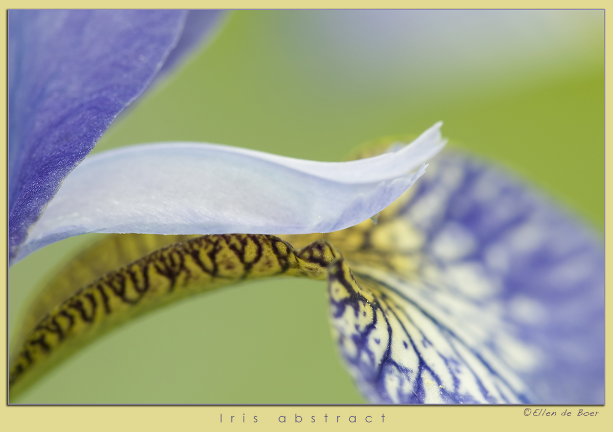 Iris Abstract...