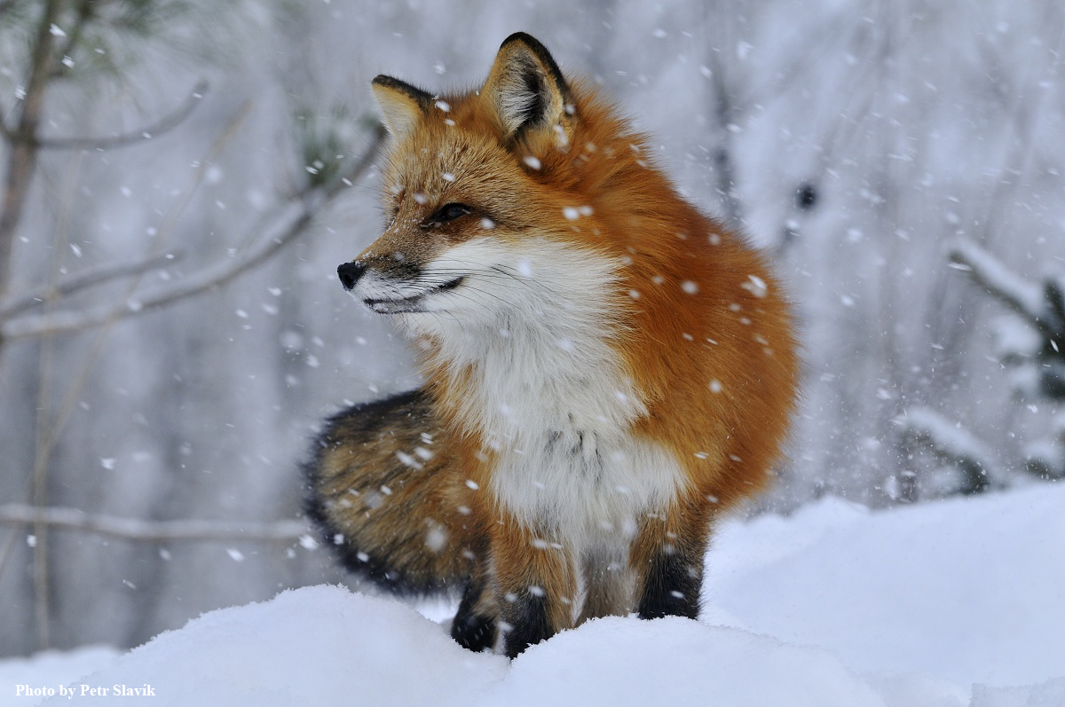 Fox of Mr.Lada