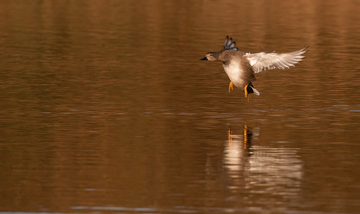 Gadwall
