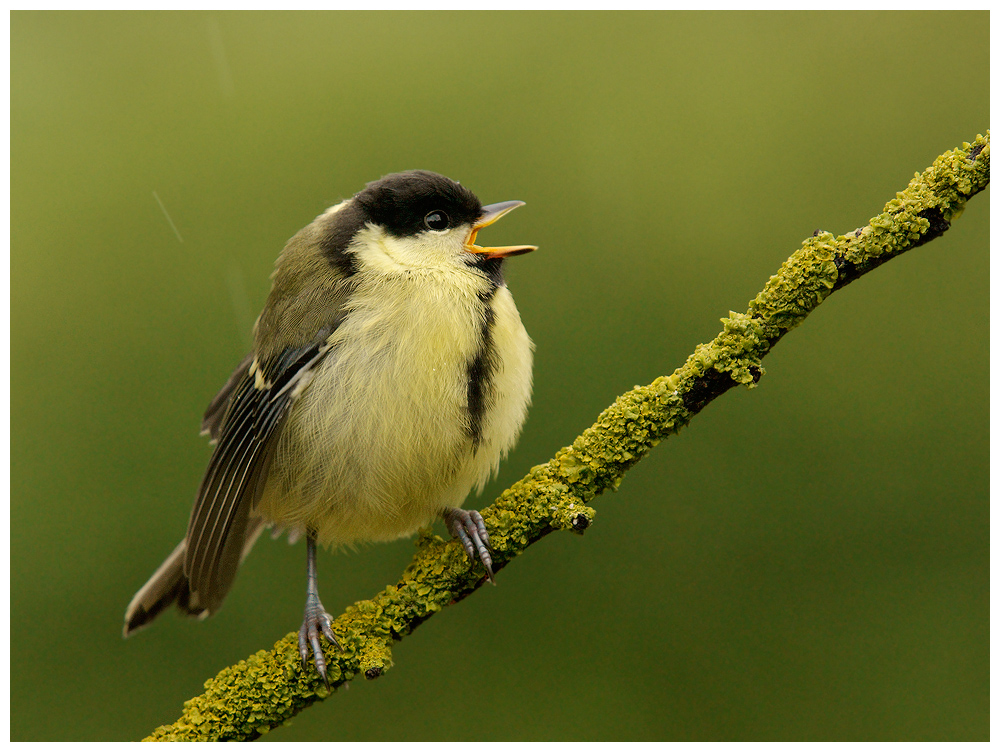 Singing in the rain