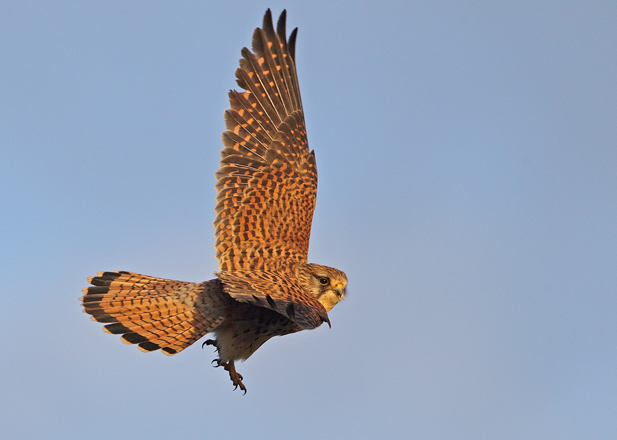 Kestrel