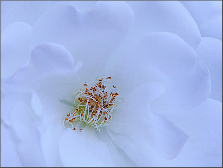 The last after the last rose