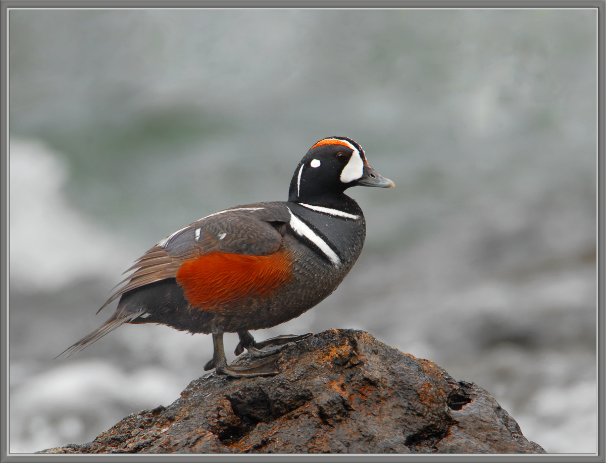 Harlequin