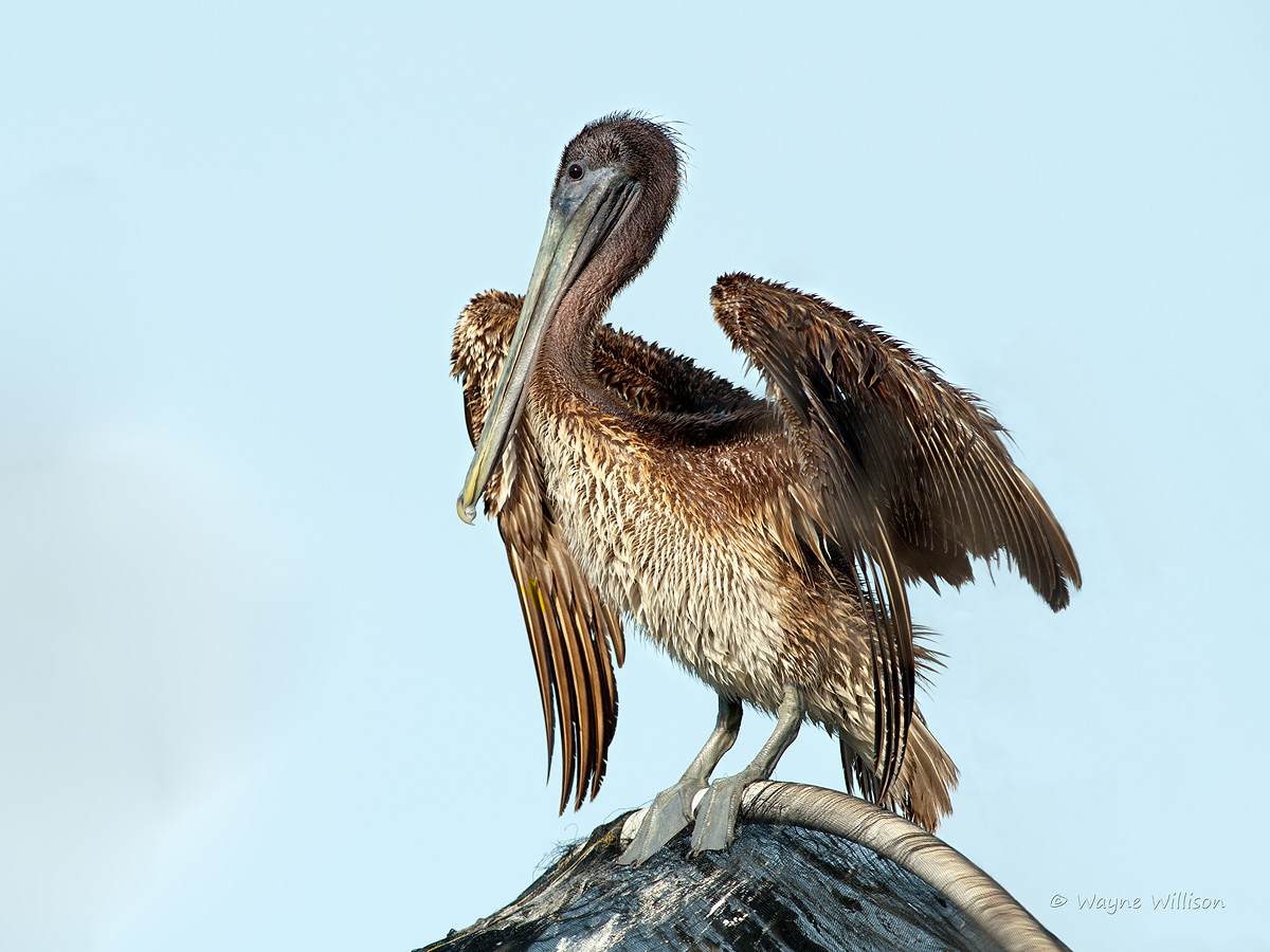 Juvy Pelican