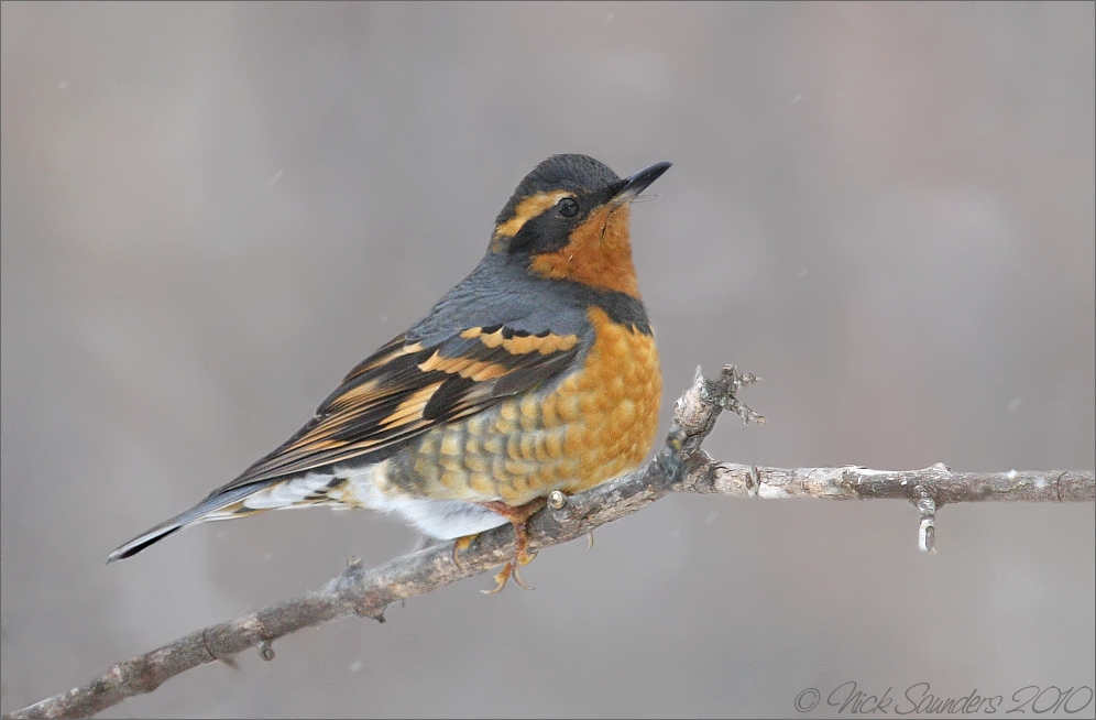 Varied Thrush