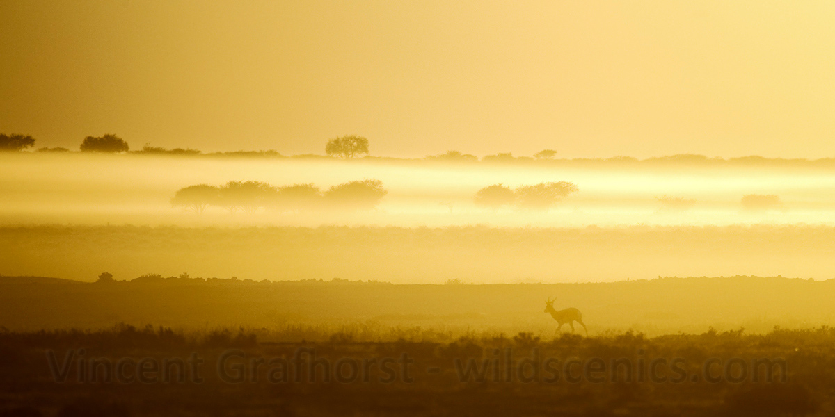 Dusty Etosha Plains