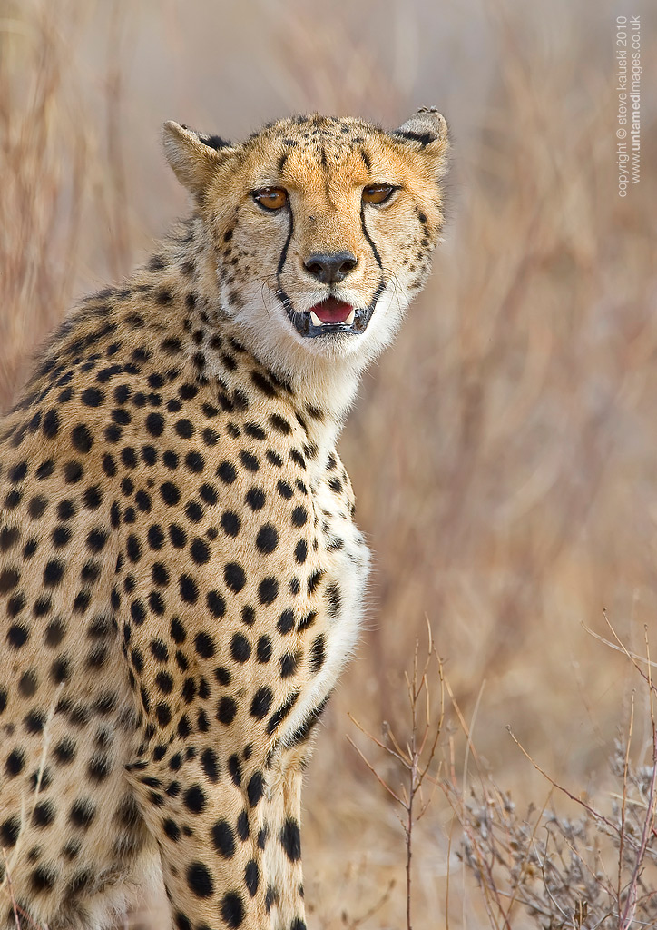 Cheetah