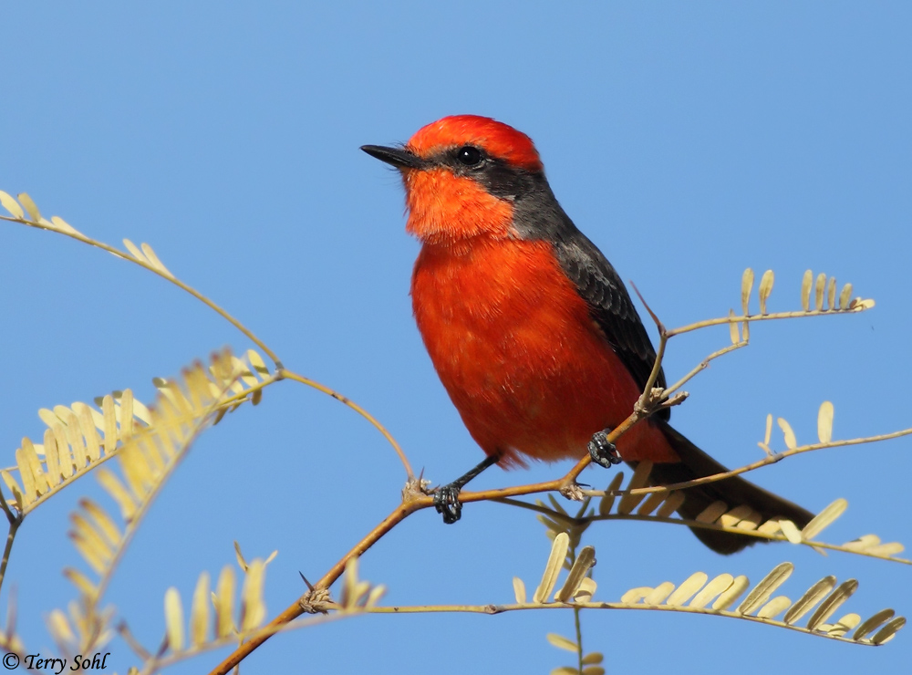 Vermillion Flycatcher