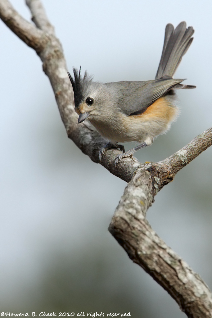 Windy Titmouse