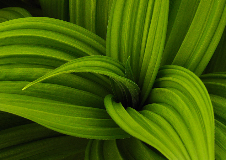My last Veratrum 