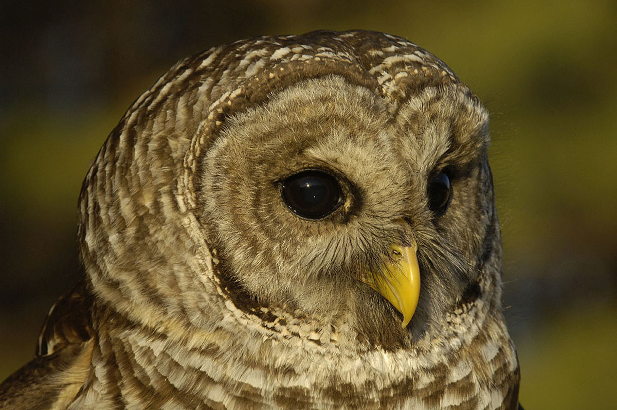 Barred owl; Strix varia