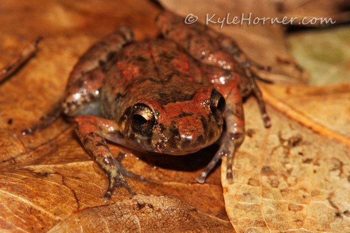 Greenhouse Frog